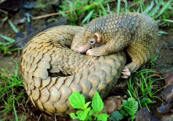 Pangolins: The Animals Blamed for COVID-19