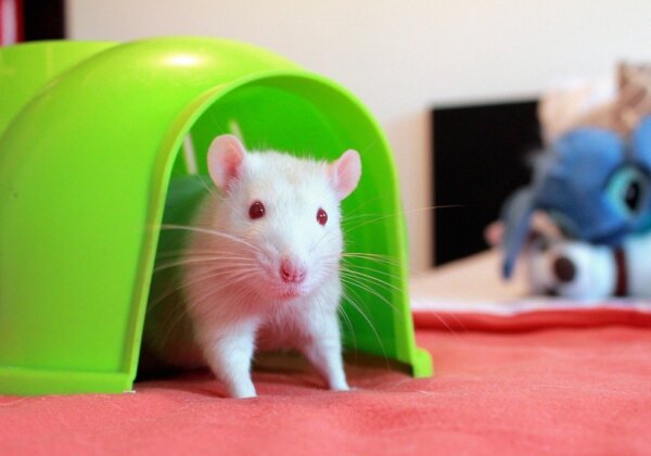 Taiwan’s Third-Largest Health Food Company Bans Animal Tests