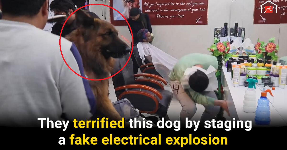 Horrific: Egyptian TV Prank Show Abuses Animals for Cheap Laughs