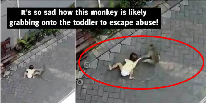 That Viral ‘Monkey Snatches Toddler’ Video Is Not Funny, It’s Sad