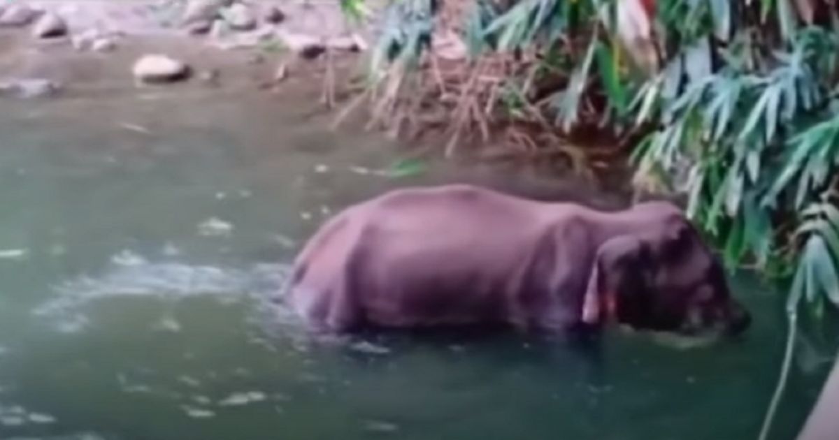 This Pregnant Elephant Died in Agony After Being Fed Explosives
