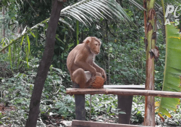 Monkeys STILL Chained, Abused for Coconut Milk