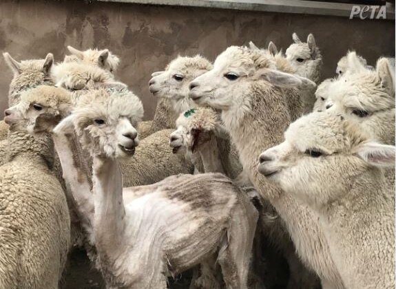 Valentino, UNIQLO and Other Companies Ban Alpaca Wool