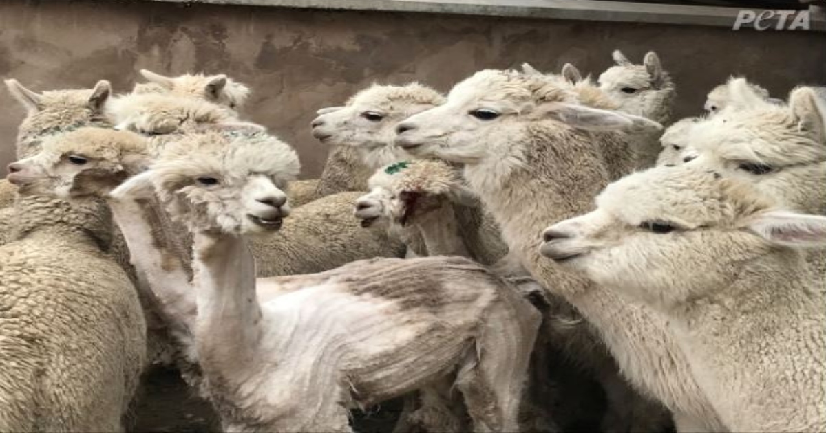 UNIQLO and Other Companies Ban Alpaca Wool