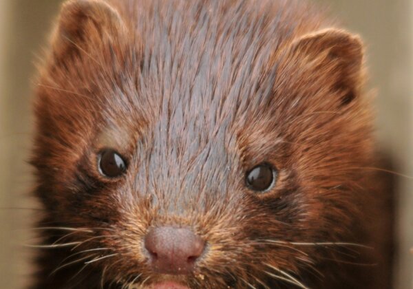 Victory! Sephora Bans Mink Eyelashes