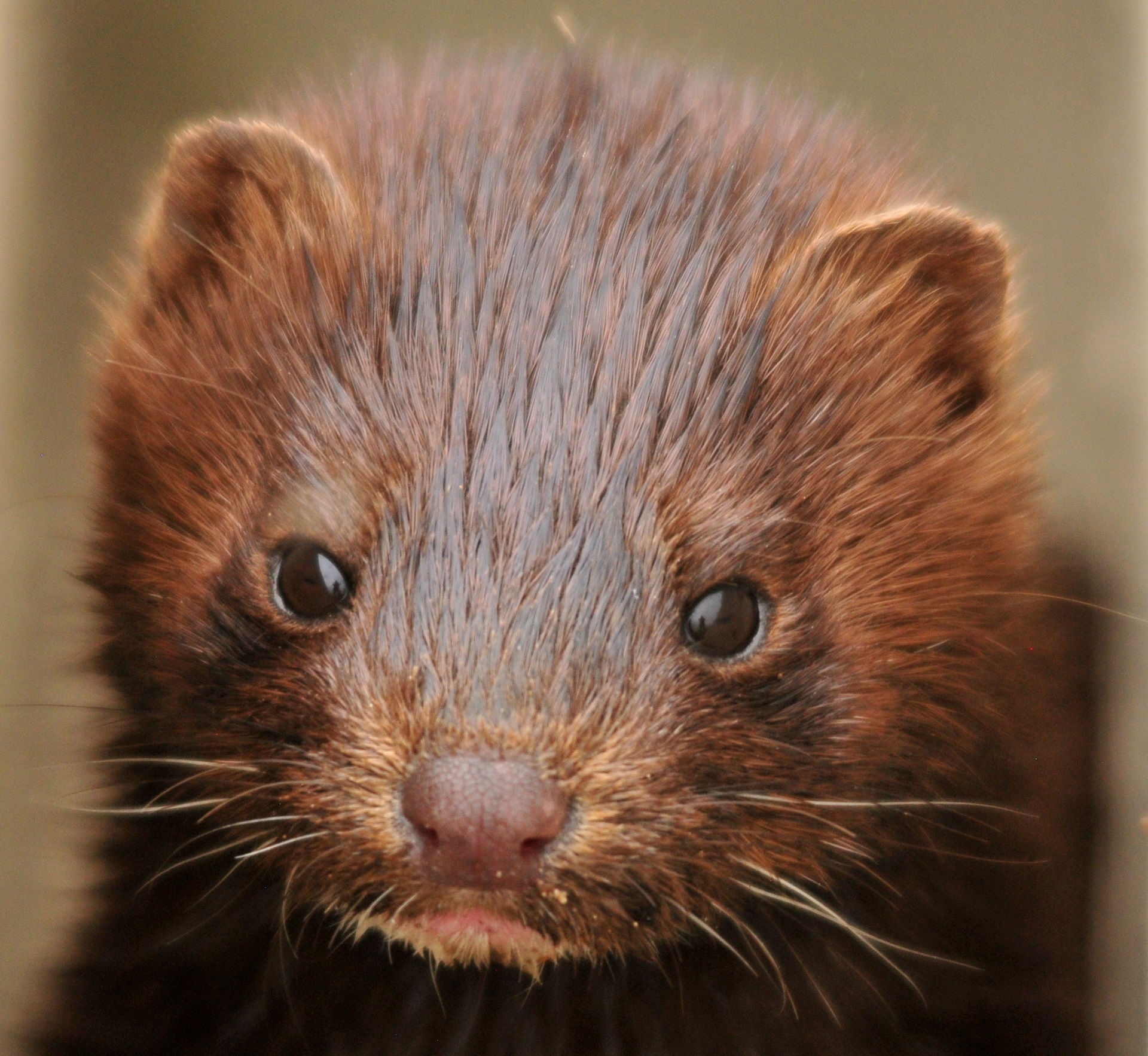 Victory! Sephora Bans Mink Eyelashes