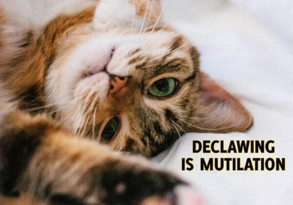 8 Reasons You Should Never Declaw!