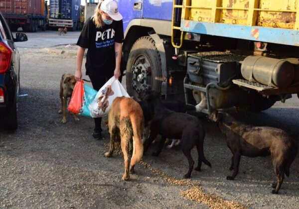 Animals in Beirut are Being Rescued by PETA UK and Local Groups