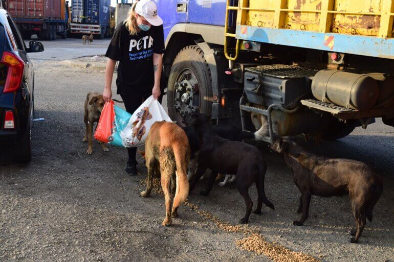 Animals in Beirut are Being Rescued by PETA UK and Local Groups