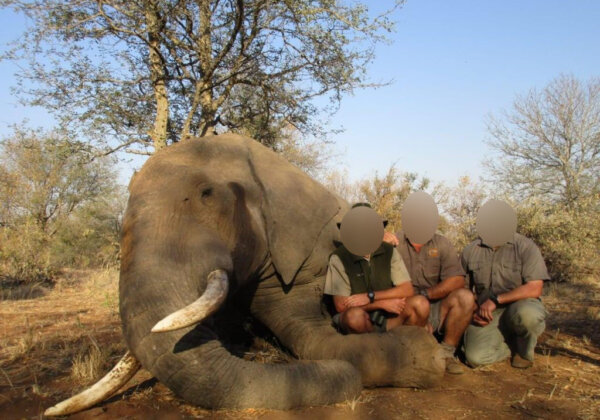 South African President’s Hidden Trophy Hunting Connections and Investments Exposed
