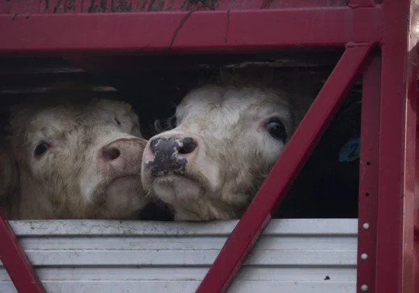 5800 Cows Lost at Sea After Live Export Ship Capsizes During Typhoon Maysa