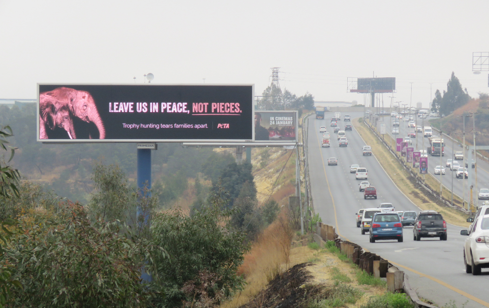 Spotted! Elephants on 11 PETA Billboards in South Africa Plead, ‘Leave Us in Peace’