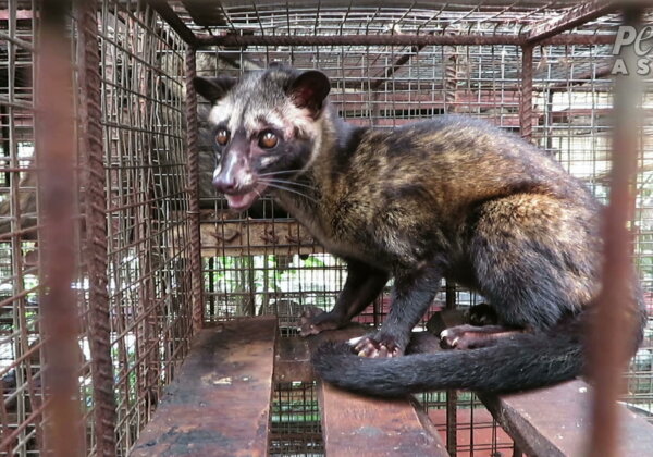Civet Cats Suffer for Kopi Luwak Coffee—Urge Bacha Coffee to Act Now