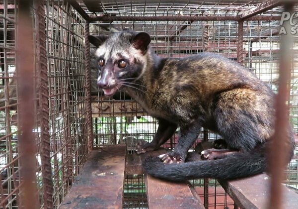 PETA Investigates Bali’s Kopi Luwak Coffee Industry