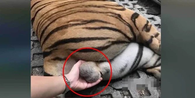 Woman Takes Selfie While Holding a Drugged Tiger’s Testicles at Thai Zoo