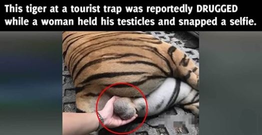 She Squeezed His Testicles She Squeezed His Testicles