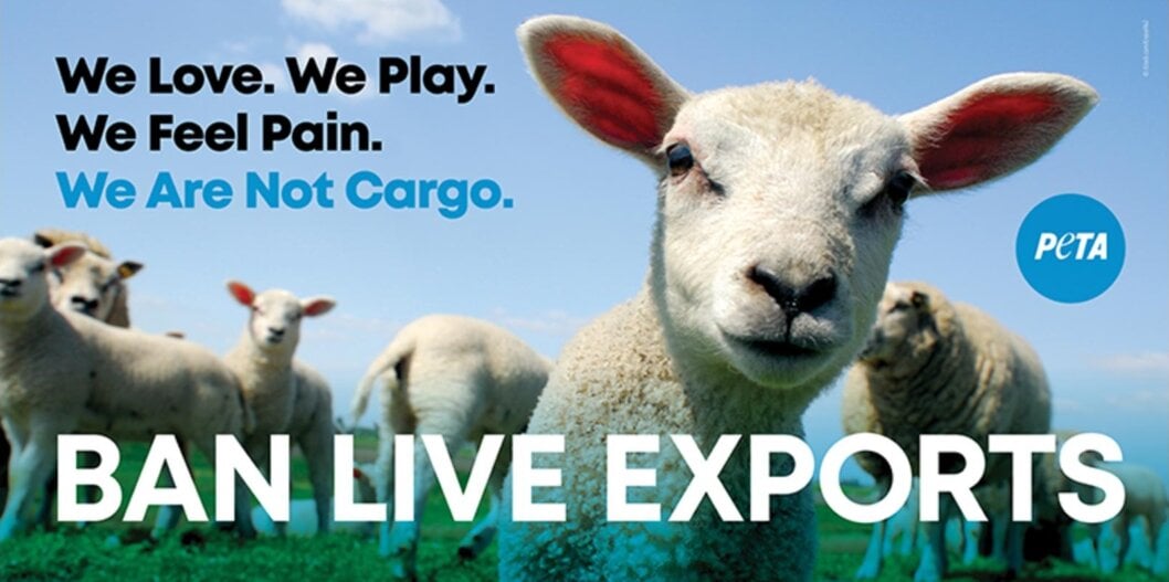 Sheep in South Africa Speak Out Against Live Export Industry