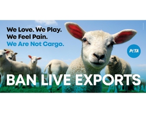 ‘We Are Not Cargo’: Sheep in South Africa Speak Out Against Live Export