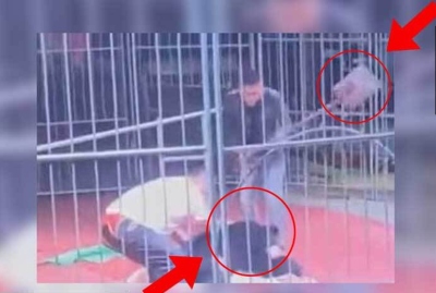 Watch: Bear in China Snaps at Handler Mid-Circus, Is Beaten With a Shovel