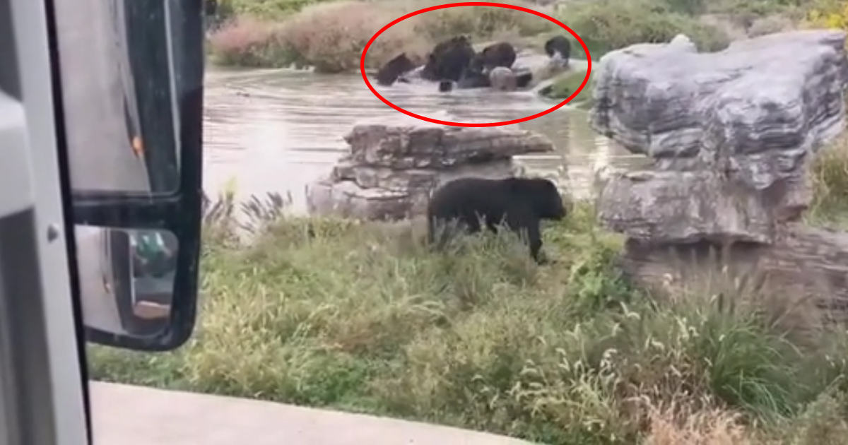 Zookeeper Mauled to Death by Bears at Zoo in China