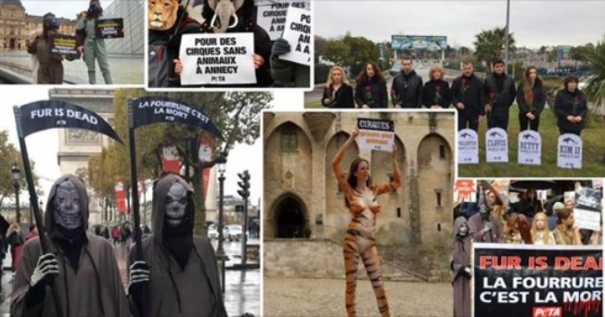Mink Farms, Dolphin Captivity and Wild Animal Circuses Will be Shut Down in France
