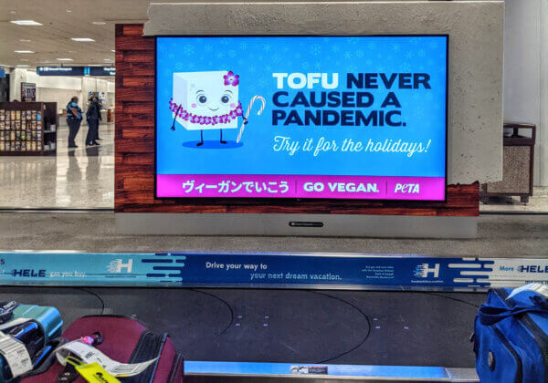 Have You Seen PETA’s ‘Tofu Never Caused a Pandemic’ Ads?
