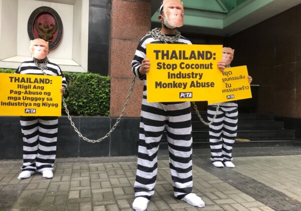 Photos: Chained ‘Monkeys’ Protest Thailand’s Cruel Use of Monkeys for Coconut Milk