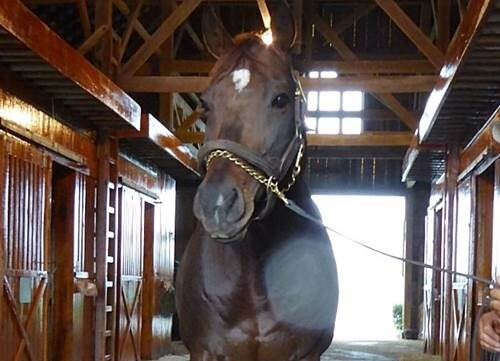 Take Action: PETA Discovers American Racehorse Was Recently Slaughtered in South Korea!