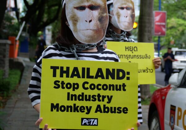 Chained ‘Monkeys’ Protest Coconut Industry at Thai Embassy in Jakarta, Indonesia