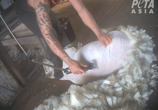 PETA’s 14th Wool Industry Exposé Proves Nothing Has Changed—Terrified Sheep Kicked, Beaten, and Cut