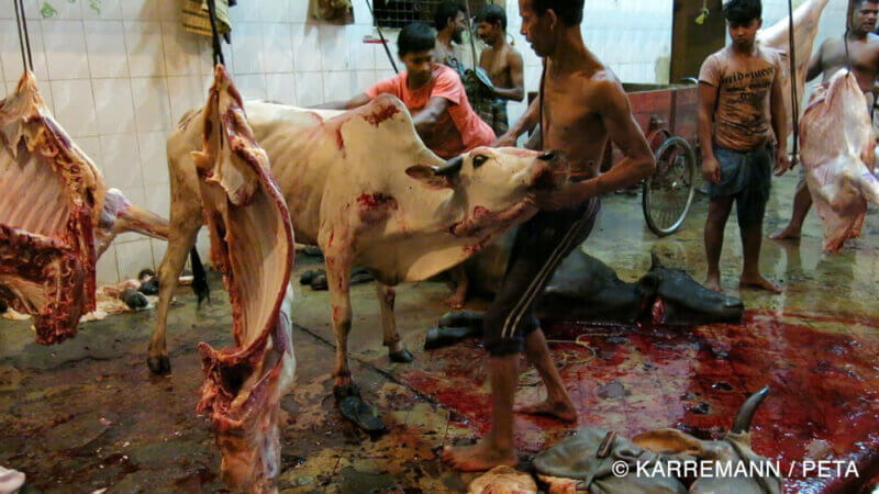 PETA Puts Louis Vuitton on Blast—Using Animal Skins Is Not Humane - News -  PETA Asia