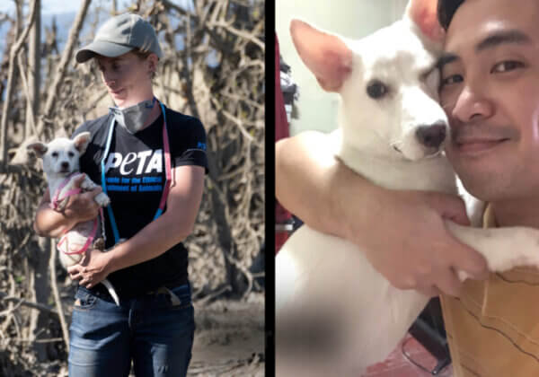 Saved From Taal Volcano by PETA—Over 100 Animals Adopted