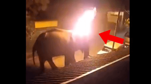 Men Caught on Camera Setting Elephant on Fire