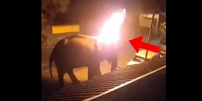 Men Caught on Camera Setting Elephant on Fire