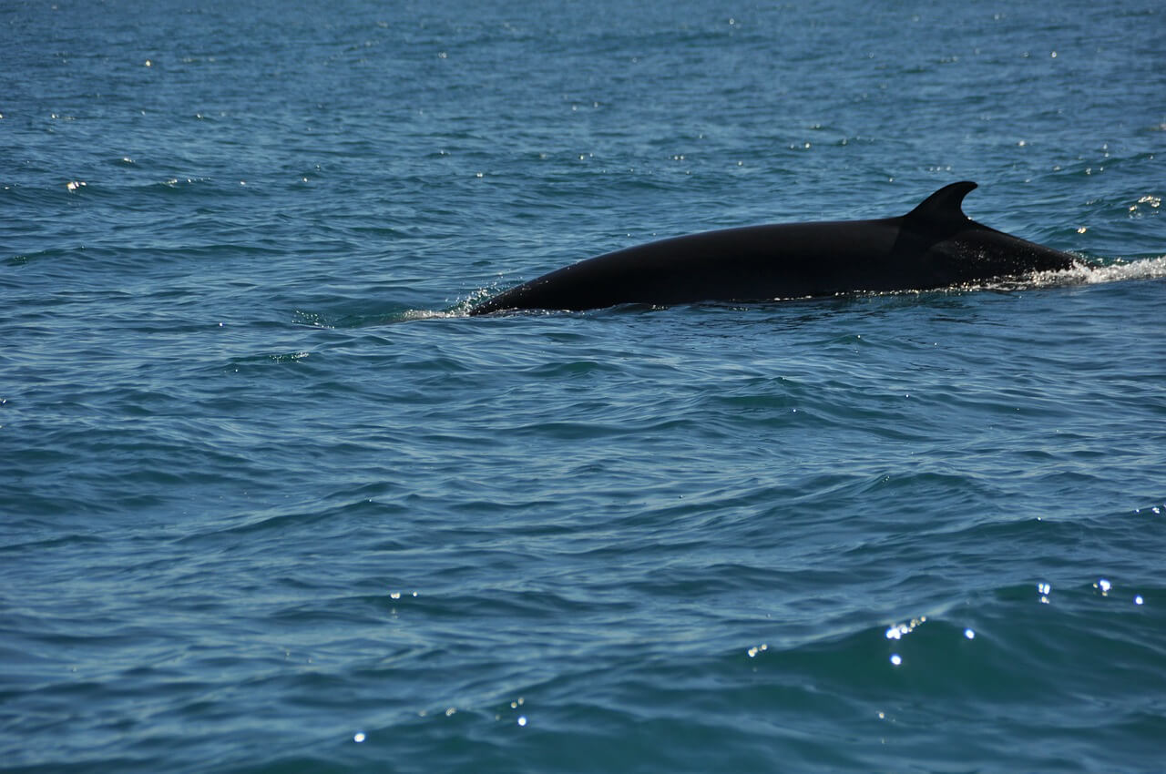 Minke Whale Trapped in Nets for 19 Days, Killed by Fishers in Japan