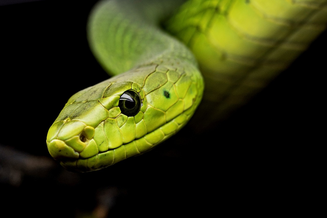 A Spa in Egypt Is Offering “Snake Massages”, but They’re a Cruel Gimmick