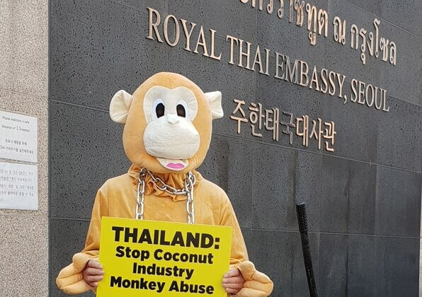 Why Did This Angry ‘Monkey’ Dump a Pile of Coconuts at the Thai Embassy in Seoul?
