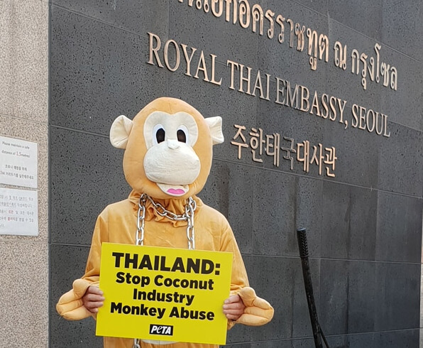 Why Did This Angry ‘Monkey’ Dump a Pile of Coconuts at the Thai Embassy in Seoul?