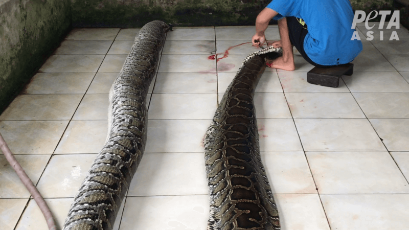 Exotic Skins Exposed: Snakes Inflated to Death, Crocodiles Stabbed