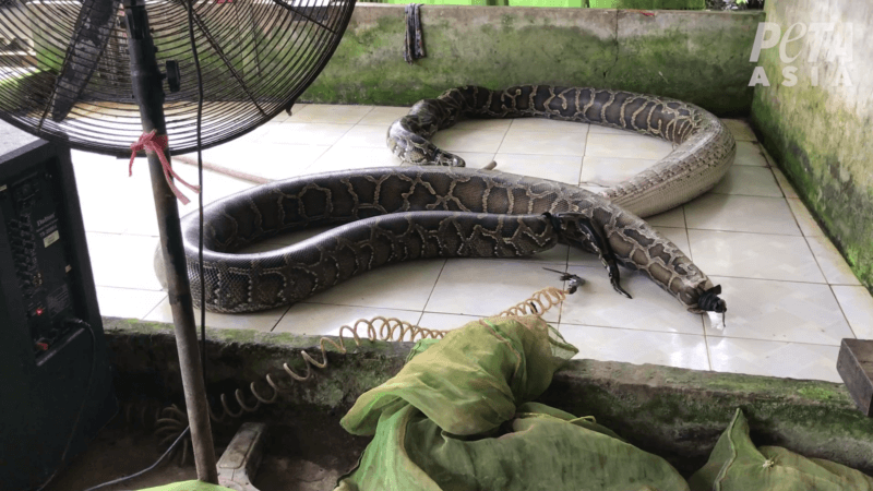 Exotic Skins Exposed: Snakes Inflated to Death, Crocodiles Stabbed