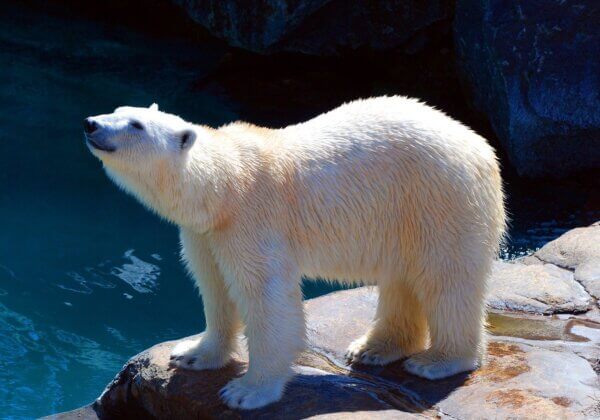 There’s Nothing Entertaining About the Way This Hotel Keeps Polar Bears Captive