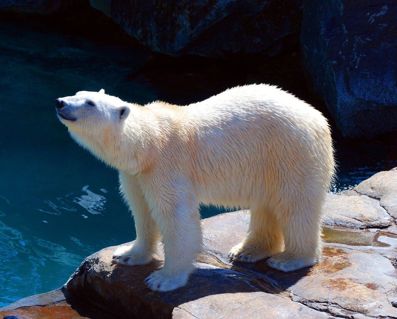 There’s Nothing Entertaining About the Way This Hotel Keeps Polar Bears Captive