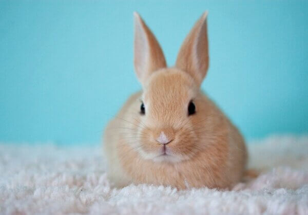 HUGE News! Cosmetics Regulations in China Just Got More Animal-Friendly