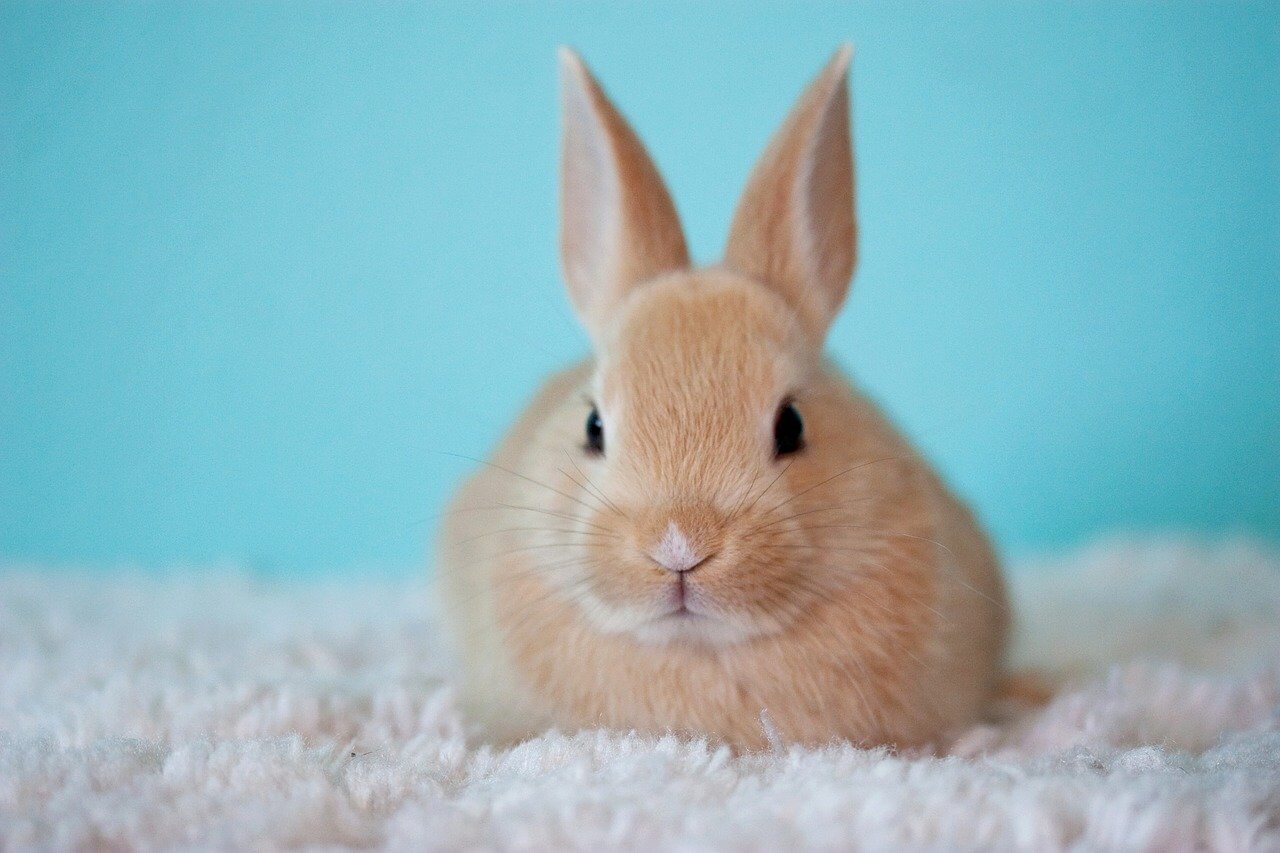 HUGE News! Cosmetics Regulations in China Just Got More Animal-Friendly