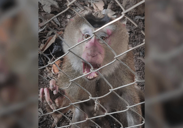 Monkeys Chained, Animals Kept Illegally at Thai Facility—Help Shut It Down!