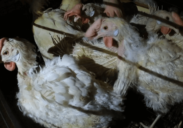 PETA Reveals Hen Hell at Egg Supplier to Tokyo Olympics