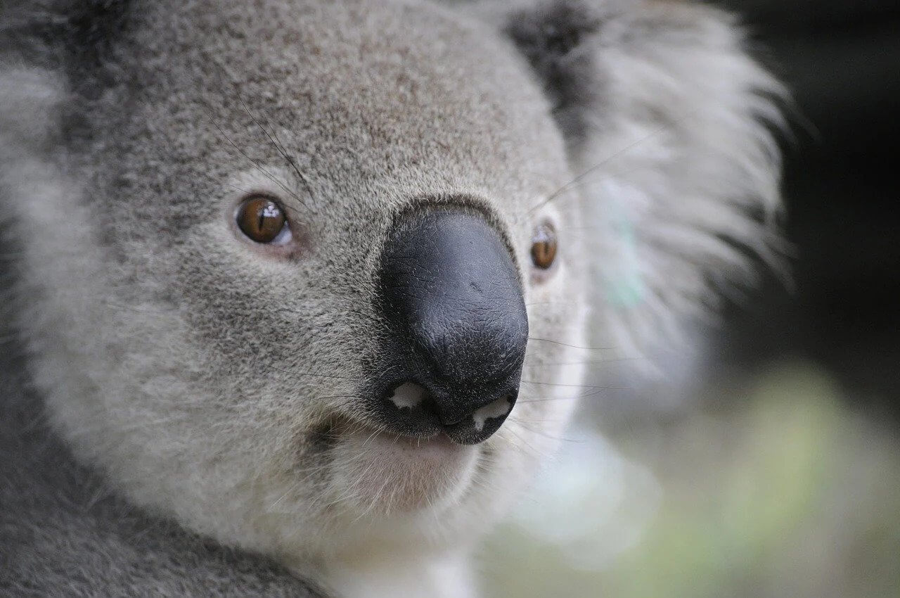 Why Eating Meat Is Killing Koalas