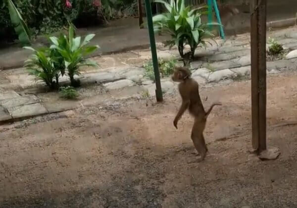 Monkeys Chained, Animals Kept Illegally at Thai Facility—Help Shut It Down!