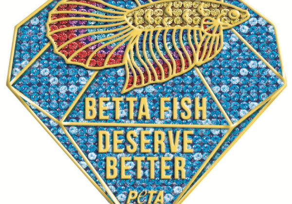 Dear Miss Universe Thailand: Show Compassion to Betta Fish!