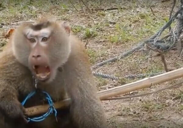 PETA Rescues Odd the Monkey From Thailand’s Abusive Coconut Industry